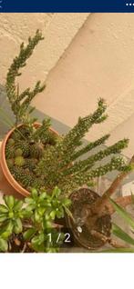 Cactus, Huis en Inrichting, Kamerplanten, Ophalen of Verzenden, Cactus