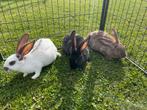 Vlinder konijnen, Animaux & Accessoires, Lapins, Grand, Mâle, 0 à 2 ans