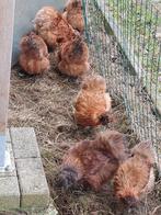 Zijdehoen hennen rood bruin 2025, Dieren en Toebehoren