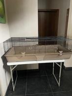 Cavia kooi, Dieren en Toebehoren, Kooi, 110 cm of meer, Cavia, Ophalen