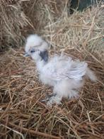 4 usa zijdehoen showgirls, Dieren en Toebehoren, Pluimvee, Geslacht onbekend, Kip
