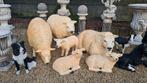 Polyester texel schapen en lammen, Tuin en Terras, Tuinbeelden, Ophalen, Nieuw, Kunststof, Dierenbeeld