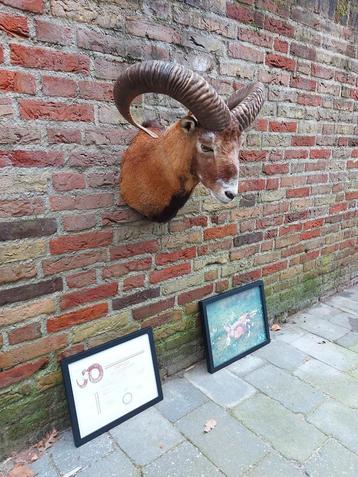 Opgezette moeflon taxidermie + diploma en foto gewei schedel