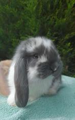 Raszuivere Franse hangoor konijnen in diverse kleuren, Dieren en Toebehoren, Konijnen, Meerdere dieren, Groot, Hangoor, 0 tot 2 jaar