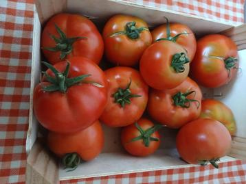 Tomaten beschikbaar voor biedingen