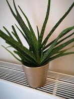 Aloe Vera kamerplant, Huis en Inrichting, Ophalen, Vetplant