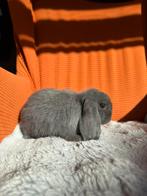 Nhd voedster, Dieren en Toebehoren, Konijnen, Vrouwelijk, Dwerg, Hangoor, 0 tot 2 jaar
