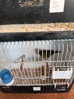 Kanaries, Meerdere dieren, Kleurkanarie