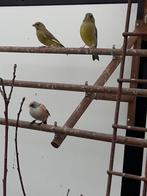 Groenvinken, Dieren en Toebehoren, Meerdere dieren