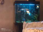 Aquarium op kast voet.met 5 goudvissen en toebehoren, Dieren en Toebehoren, Ophalen of Verzenden, Gebruikt