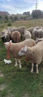 mouton a vendre, Animaux & Accessoires, Moutons, Chèvres & Cochons, Mâle, Mouton, 0 à 2 ans