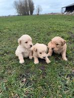 Mooie goldendoodle pups!, België, 8 tot 15 weken, Meerdere, Meerdere dieren