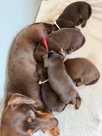 Choco tan dwergteckels, Dieren en Toebehoren, Honden | Teckels en Dashonden, België, CDV (hondenziekte), 8 tot 15 weken, Korthaar