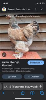 Gezocht trio Brahma blauw zalm, Dieren en Toebehoren, Pluimvee, Meerdere dieren, Kip