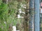 Ganzen te koop, Dieren en Toebehoren, Pluimvee, Meerdere dieren, Gans of Zwaan