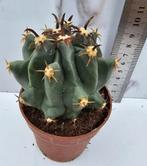 Ferocactus horridus var. brevispinus, Verzenden