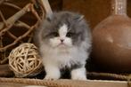 brits langhaar kitten, Dieren en Toebehoren, Kater, Gechipt, 0 tot 2 jaar