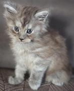Maine coon kittens, Dieren en Toebehoren, Katten en Kittens | Raskatten | Langhaar, Meerdere dieren, Gechipt, 0 tot 2 jaar
