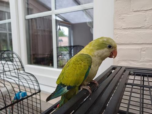 Muisparkiet, Dieren en Toebehoren, Vogels | Parkieten en Papegaaien, Parkiet, Vrouwelijk, Tam, Geringd