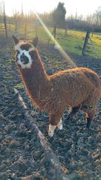 Alpaca, Dieren en Toebehoren, Overige Dieren