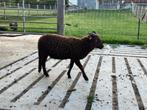 ouessant ram lam bruin, Mannelijk, Schaap, 0 tot 2 jaar