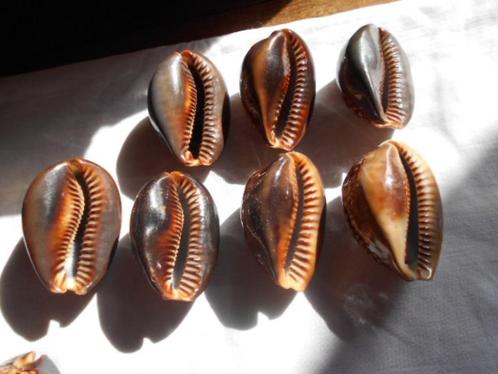 schelpen, mineralen, fossielen, agaat, lambis, orthoceras, Verzamelen, Mineralen en Fossielen, Schelp(en), Ophalen of Verzenden