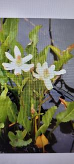 Waterplant anemophsis, Ophalen of Verzenden, Zo goed als nieuw