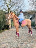 Halifax vh kluizenbos X Contendro, Dieren en Toebehoren, Paarden, Ruin, Zadelmak