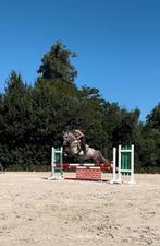 4 jarige knappe allrounder, Dieren en Toebehoren, Ruin, Zadelmak