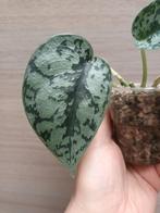 Scindapsus silver lady, Enlèvement ou Envoi