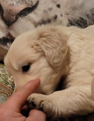 Golden retriever pups teefje groeit op in huiselijke kring  beschikbaar voor biedingen