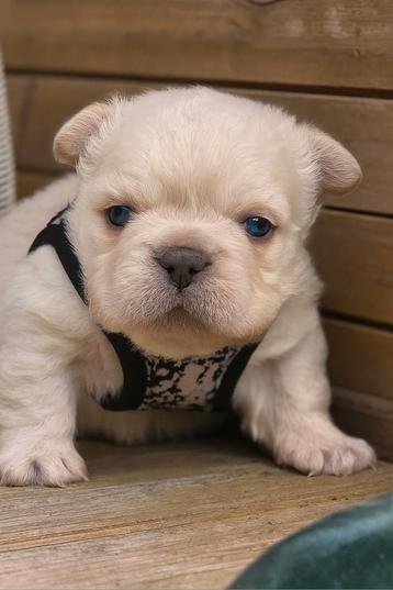 Franse bulldog fluffy curly pups (TOPKWALITEIT) beschikbaar voor biedingen