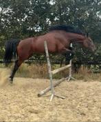 Paard te koop, Enlèvement ou Envoi