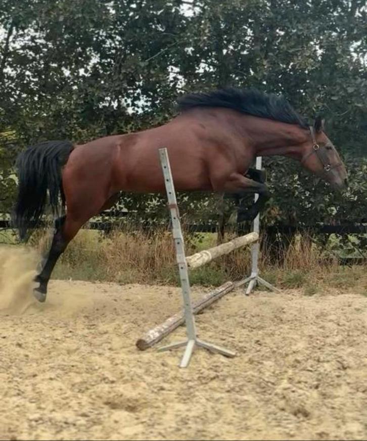 Paard te koop, Dieren en Toebehoren, Paarden en Pony's | Dekens en Dekjes, Ophalen of Verzenden