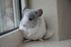 chinchilla jonge bokjes (omschrijving lezen), Dieren en Toebehoren, Knaagdieren, Augustus, Mannelijk, Chinchilla