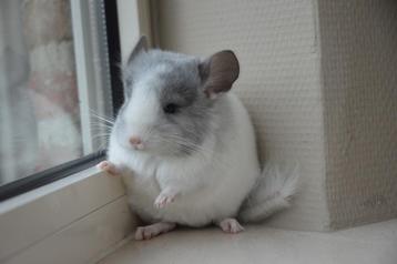 chinchilla jonge bokjes (omschrijving lezen) beschikbaar voor biedingen