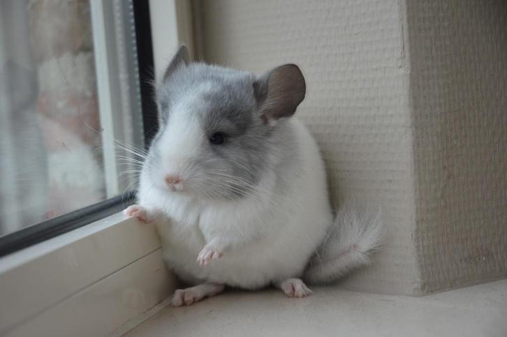 chinchilla jonge bokjes (omschrijving lezen), Dieren en Toebehoren, Knaagdieren, Mannelijk, Chinchilla, Augustus