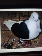 Duivenstropdas, Dieren en Toebehoren, Meerdere dieren, Overige soorten