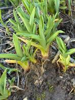 Gratis Dag lelies, Ophalen