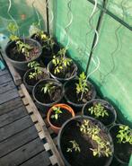 Tomaten Serre 2*2*0.8 plastiek, Tuin en Terras, Ophalen, Gebruikt, Overige typen