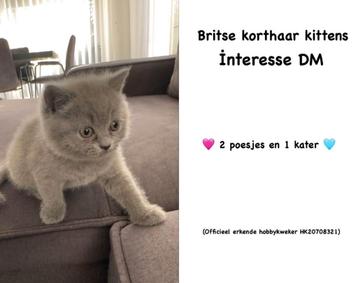 1 poes, Dieren en Toebehoren, Katten en Kittens | Raskatten | Korthaar, Poes, Gechipt, 0 tot 2 jaar