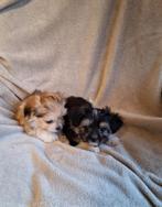Mini boomer pups, CDV (hondenziekte), Meerdere, 8 tot 15 weken, België