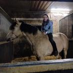 Half pension op pony, Dieren en Toebehoren, Paarden, Ruin, Dressuurpaard, Met stamboom