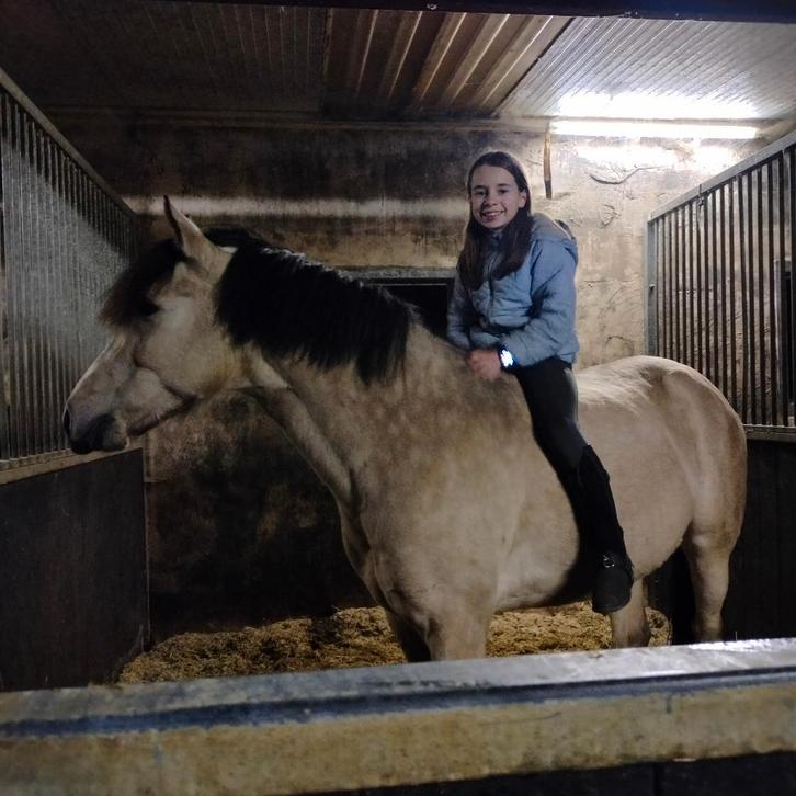 Half pension op pony, Dieren en Toebehoren, Paarden, Ruin, Dressuurpaard, Met stamboom