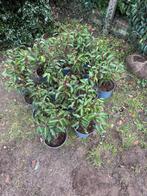 14 x portugese laurier 30/40cm in pot, Tuin en Terras, Ophalen, Laurier