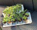 Stinkertjes 1 euro t’stuk, Tuin en Terras, Planten | Tuinplanten, Ophalen