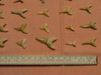 Formidable  lot de 25 dents de requin-Carcharodon, Fossile, Enlèvement ou Envoi
