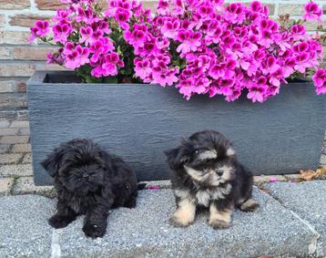 boomer pups shih tzu x maltezer beschikbaar voor biedingen