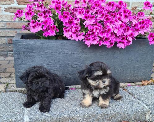 boomer pups shih tzu x maltezer, Dieren en Toebehoren, Honden | Chihuahua's en Gezelschapshonden, Meerdere dieren, Maltezer, Fokker | Professioneel