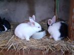 Jonge konijnen, Grand, Sexe inconnu, 0 à 2 ans